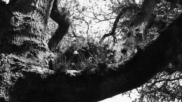 Bois des Moutiers (216) Mai 2012